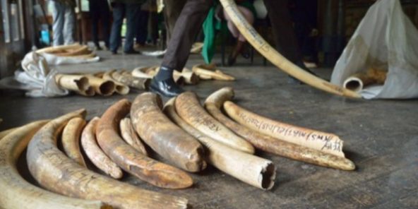 Les rapports impliquant la MINUSCA dans des activités illégales se poursuivent