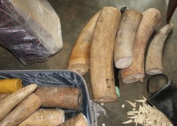 CENTRAFRIQUE : La MINUSCA impliquée dans une nouvelle affaire de contrebande d’ivoire