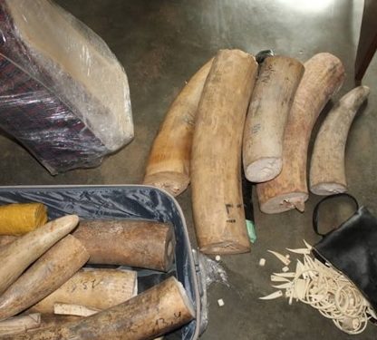 CENTRAFRIQUE : La MINUSCA impliquée dans une nouvelle affaire de contrebande d’ivoire